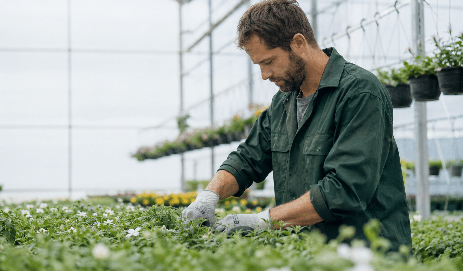Agrarisch medewerker werkt tussen planten in een kas